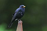 Eurasian Blackbird